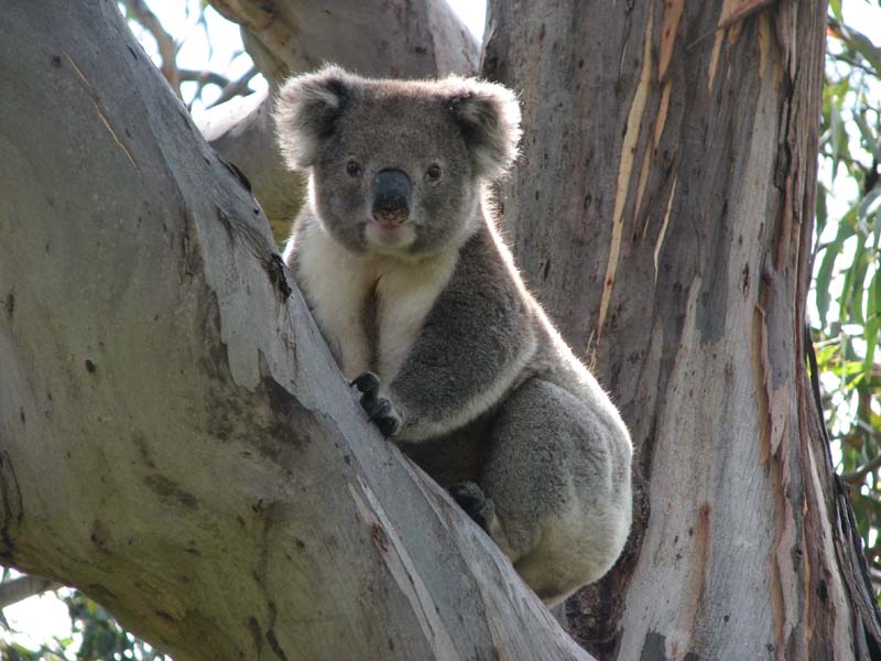 Koala
